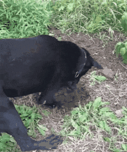 一只爱刨坑的小萨摩