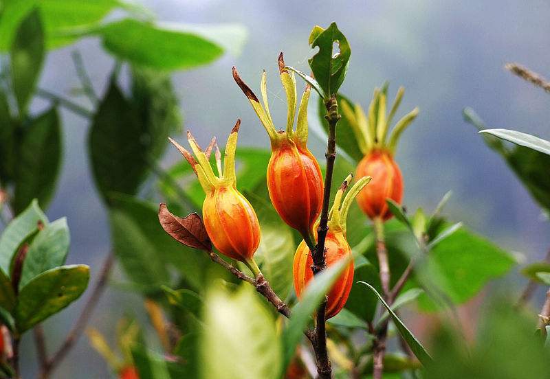 痛风|尿酸|栀子_新浪新闻