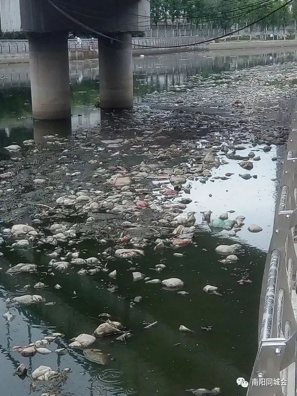 南阳温凉河垃圾布满河道黑水直流,无人清理臭气熏天!