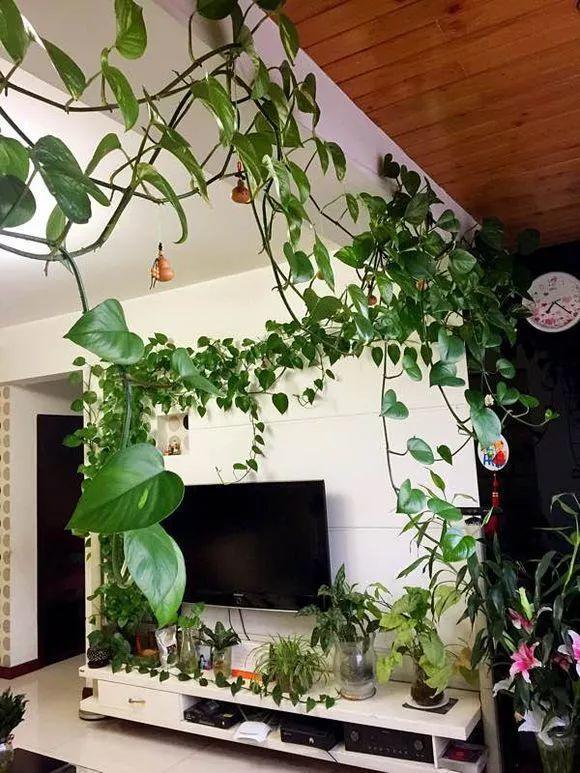 家里养1盆绿萝让旧屋变豪宅从此省下装修费