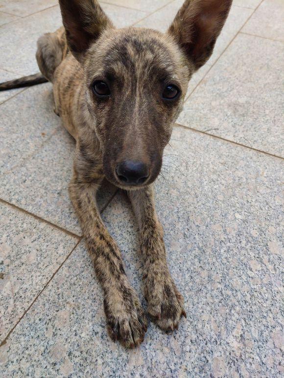 流浪狗,女孩看一眼后觉得不对劲,知道真相后不得了了|真相|土狗|院子