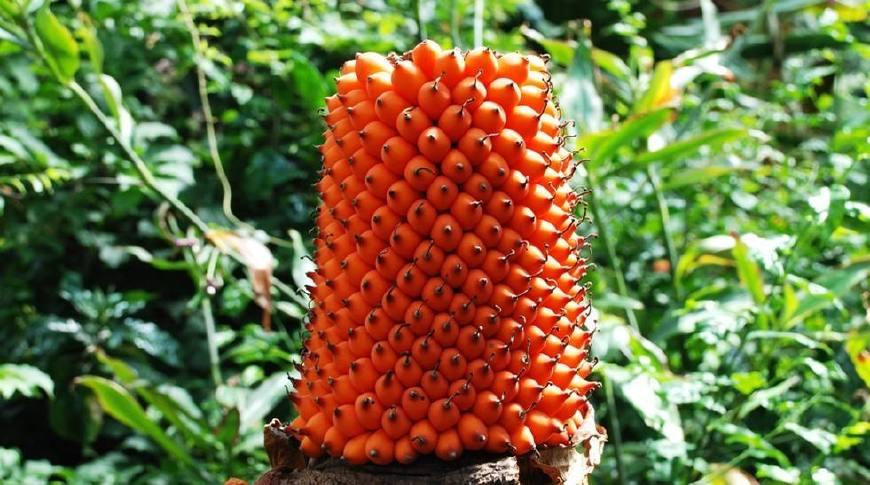 全株有毒,农民却大规模种植,还经常吃它|魔芋|苞谷|有毒_新浪新闻