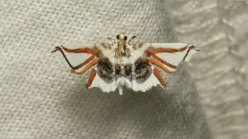 蜘蛛其实会飞,从屁股"吐"出翅膀能飞好几公里,太厉害了!