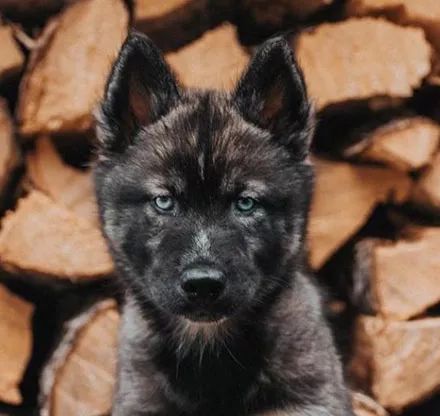 第一次见到纯黑哈士奇,没想到也能长得如此美.