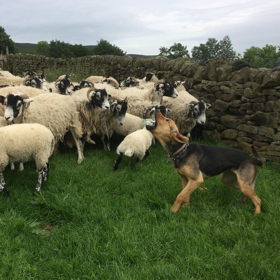 能够精确控制和指挥羊群的行动,牧羊犬的工作就是大写的帅气