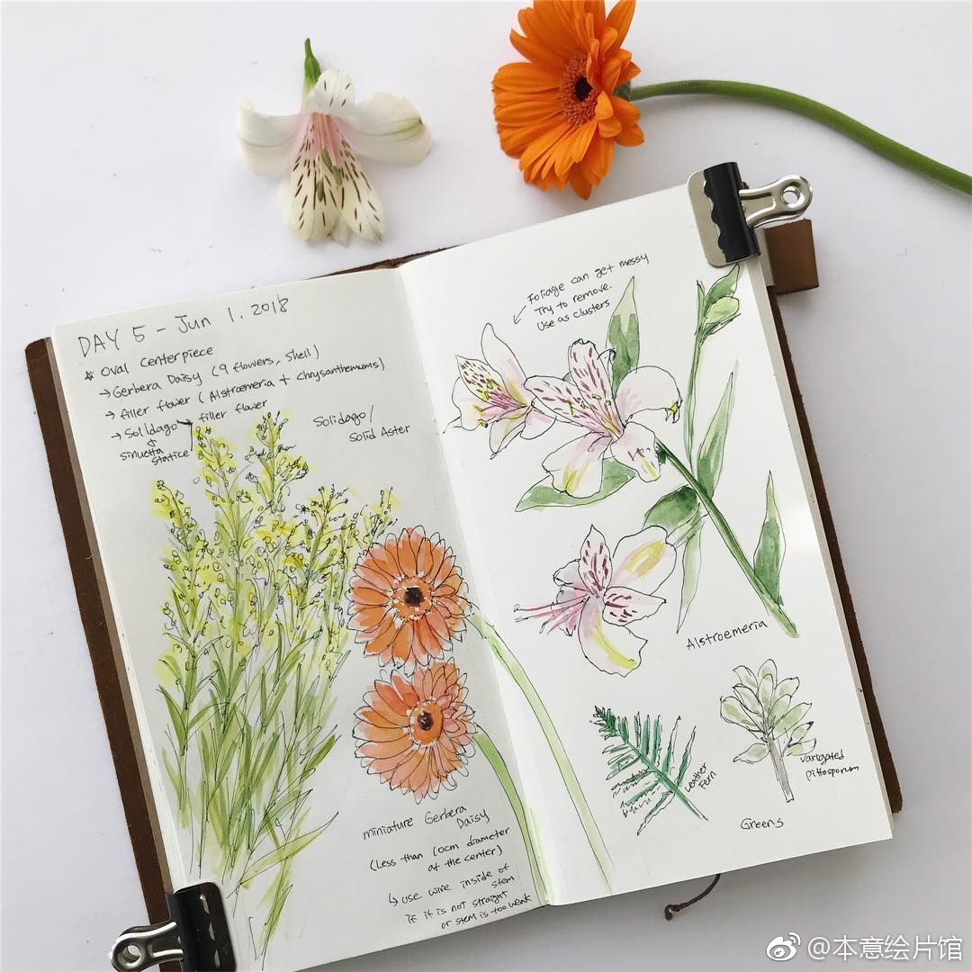 植物手绘手帐 | ins:by_sunnu