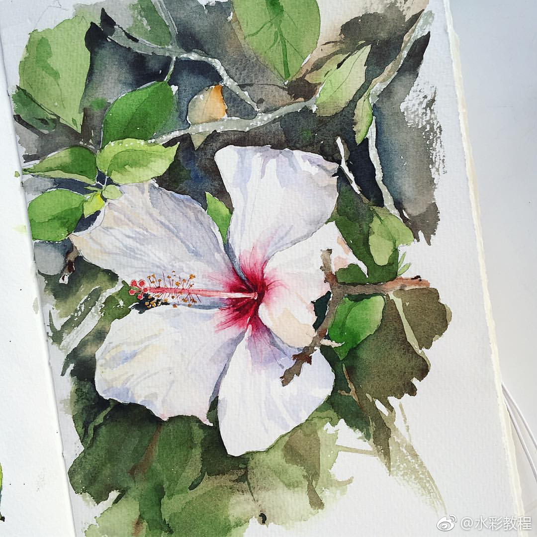 水彩植物花卉作品欣赏by ins: anna_pole