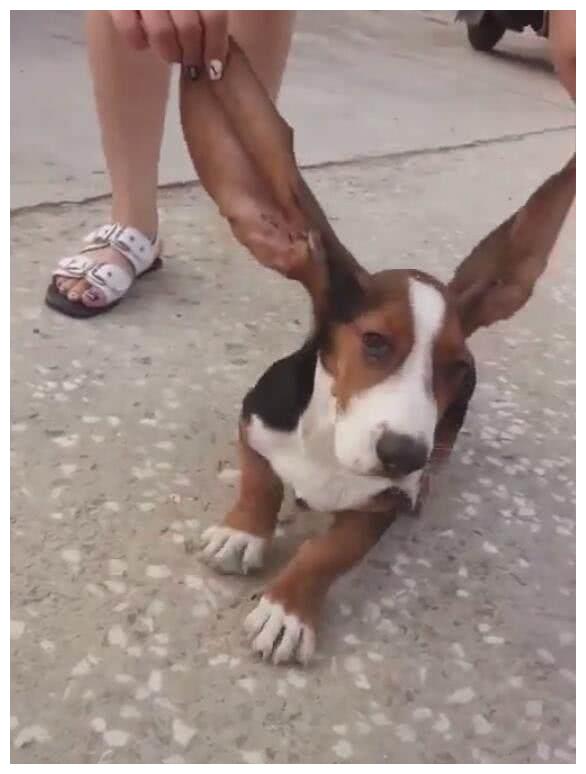 狗狗被主人揪耳朵,耳朵竟比脸大,每天都当扫把在地上拖着!