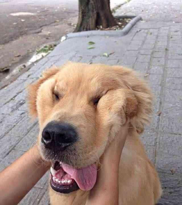 狗狗捏脸太爽了奇葩表情包应有尽有我被哈士奇鄙视了吗