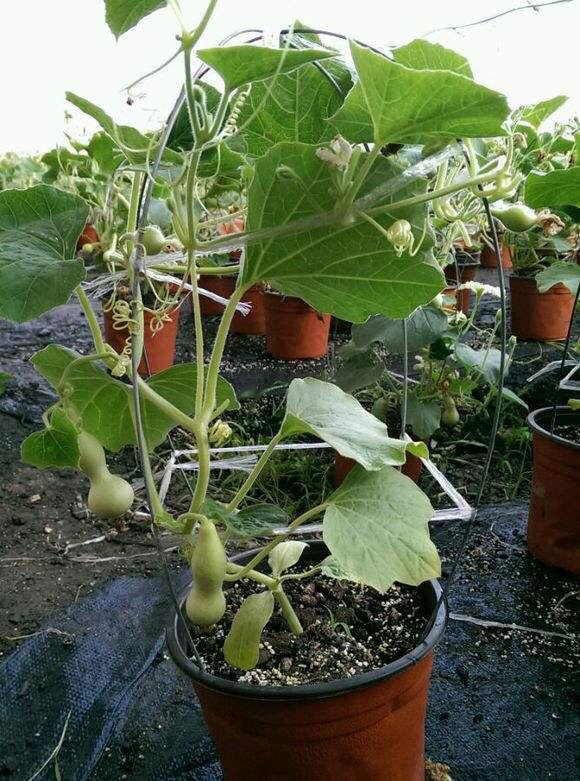 阳台上种出小葫芦天然绿色窗帘平安发财