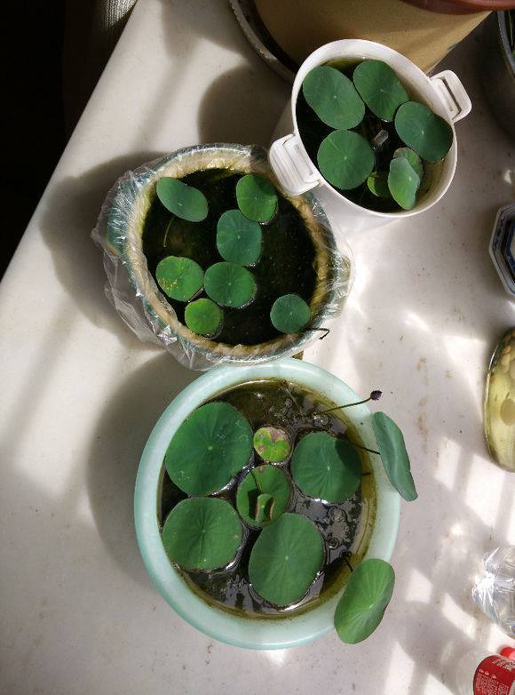 用碗种荷花,用浴缸种荷花,没想到还能开花,花大如碗!