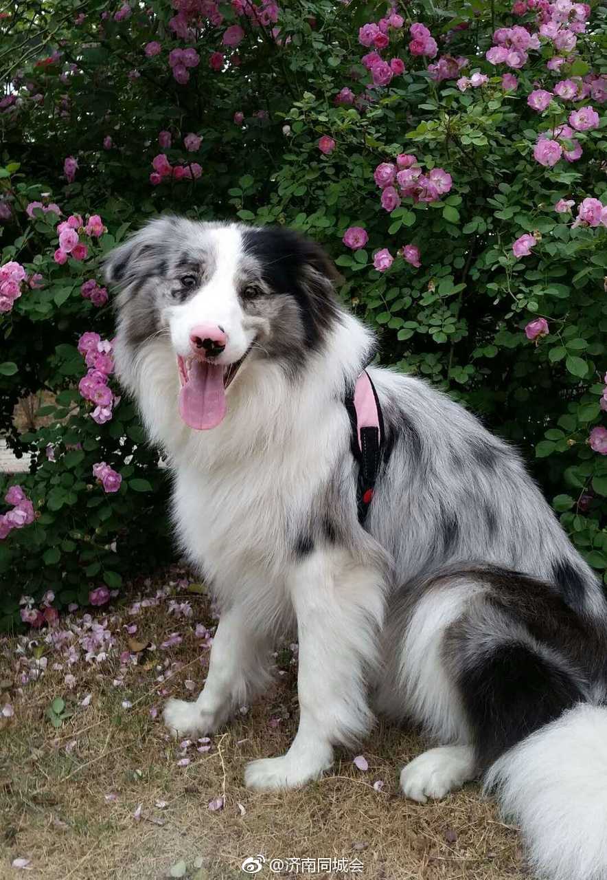 独居老奶奶急寻陪伴多年狗狗[话筒]