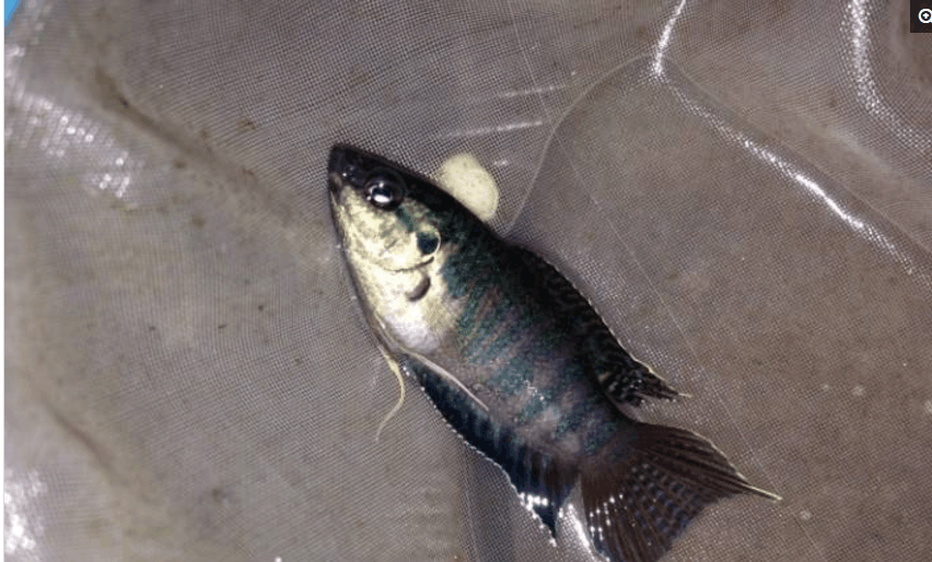 金毛把妹妹当成小孩子, 事事都要为她操心, 真是一枚大暖男