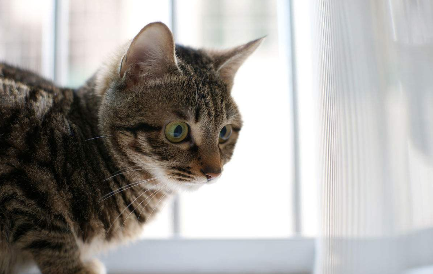 领养时备受欢迎的四种宠物:第一第三都是知名网红