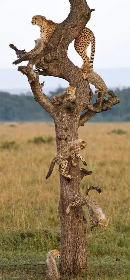 可爱动物家庭照好有爱啊