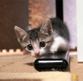 小猫口吐白沫,精神萎靡怎么办?