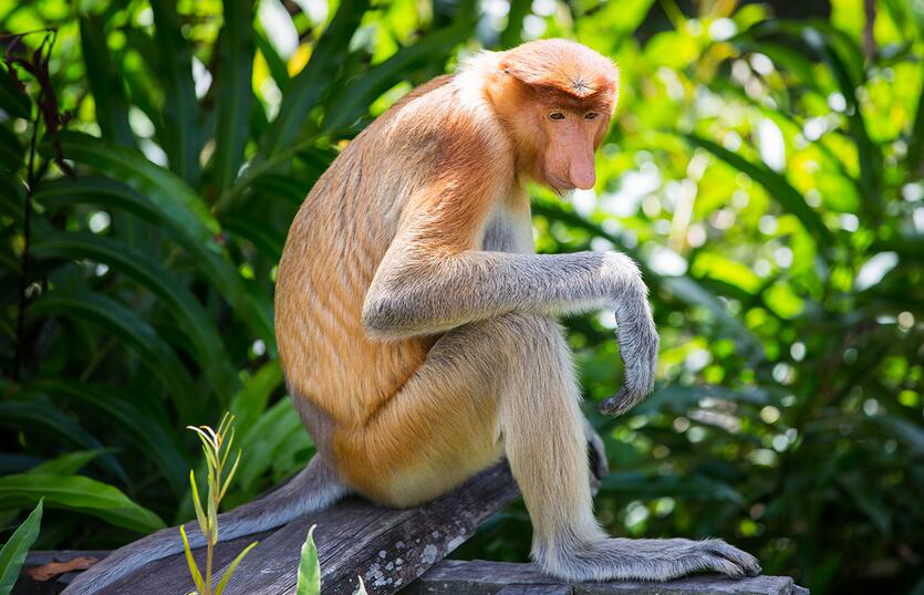 神奇东南亚:探寻印尼的奇特动物