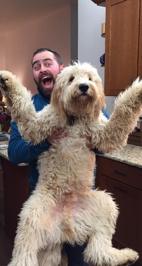 养了一只"黄金贵宾犬",任谁也想不到,长大后的它是这副模样!|贵宾犬|