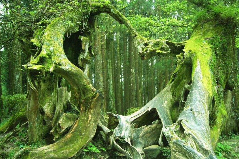 南方街头一种树,枝根同体,就像长了胡须,北方几乎没见过|南方|胡须|榕树|风景树|气根_新浪新闻