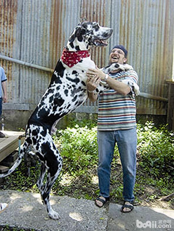 姚沁蕾已到姚明老婆的腰你认为她应该养7只中哪只巨狗