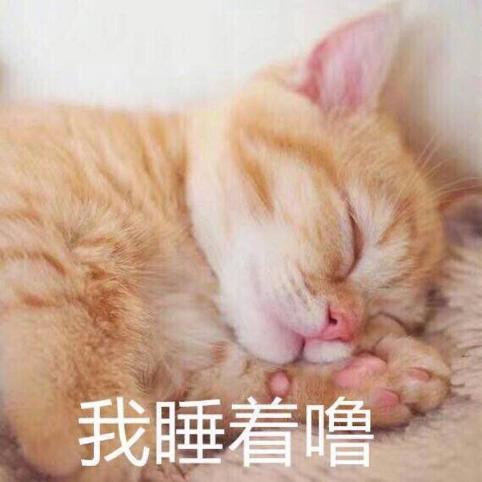 来一波猫咪表情包点赞收
