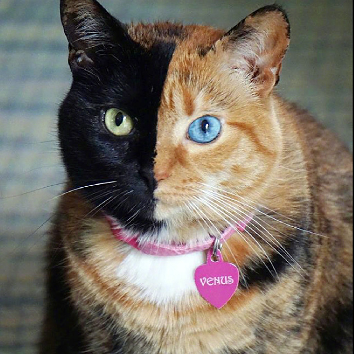 一只双面异瞳猫,感觉有点酷