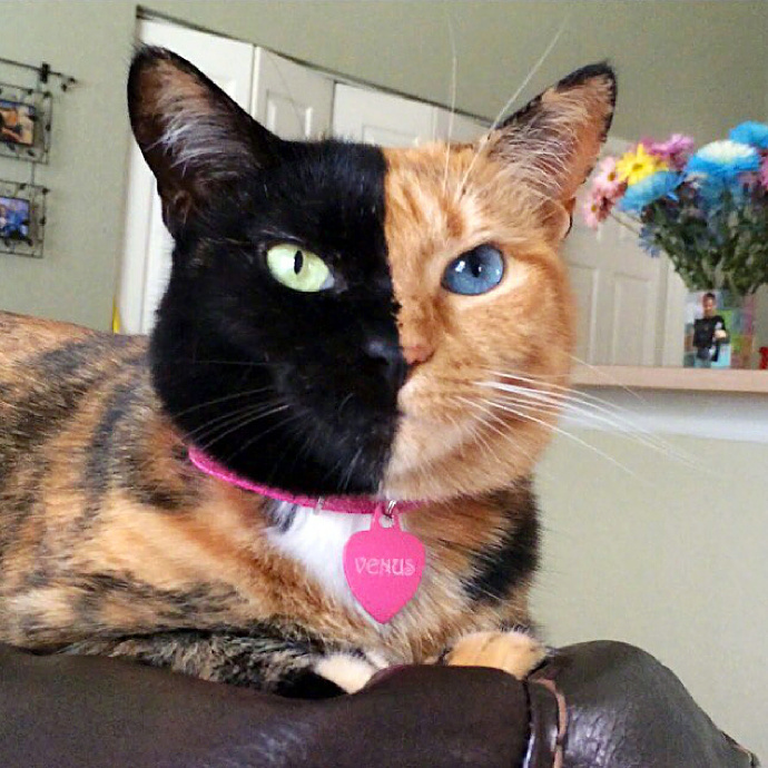 一只双面异瞳猫,感觉有点酷