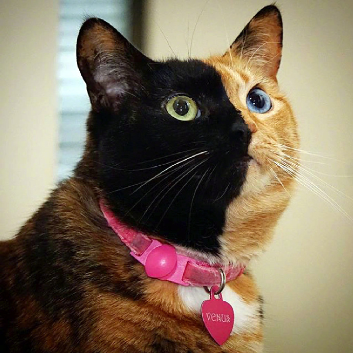 一只双面异瞳猫,感觉有点酷