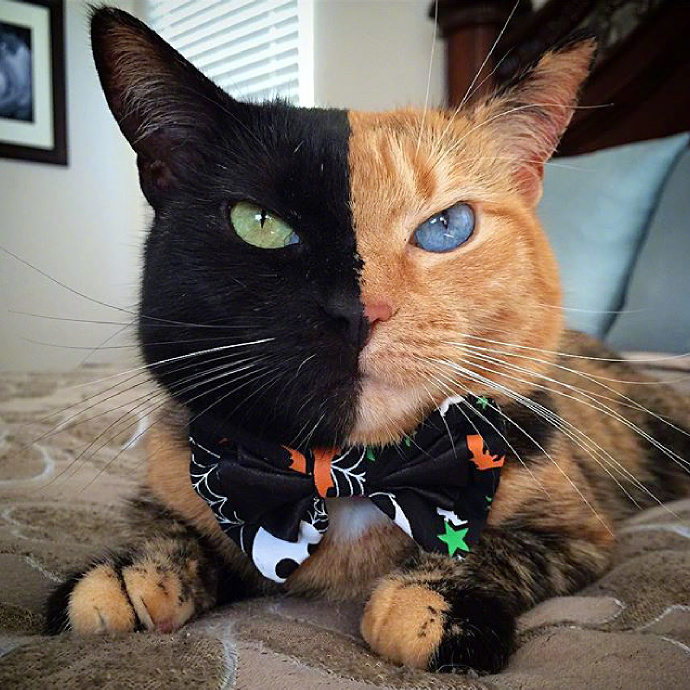 一只双面异瞳猫,感觉有点酷