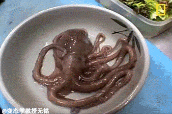 350_233gif 动态图 动图