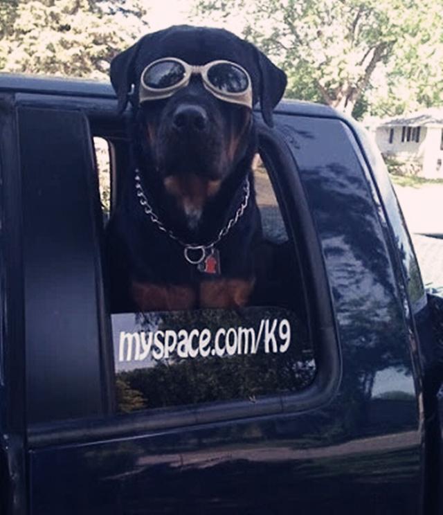 最适合新手喂养的四大猛犬|罗威纳|猛犬|杜宾犬_新浪新闻