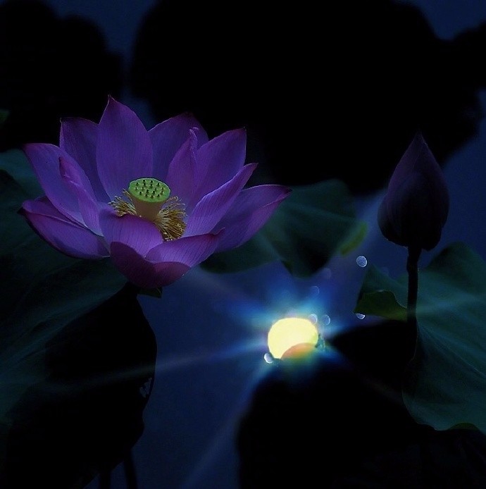 明月映秋水,芙蓉溢香烟|芙蓉|菡萏|荷花_新浪新闻