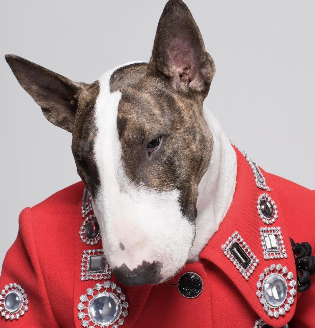 不仅长得比你可爱 穿搭还比你更努力更有型|柴犬|狗链|可爱_新浪新闻