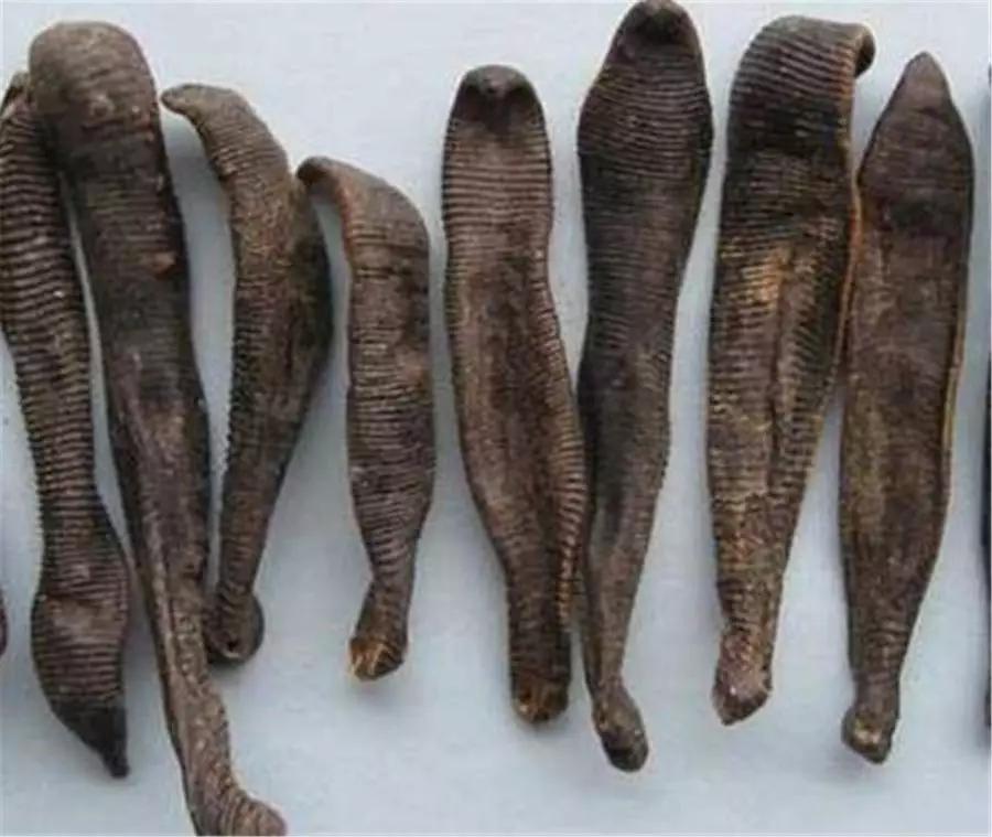 这地方的人天天吃蚂蟥,不要这么恶心好吗?