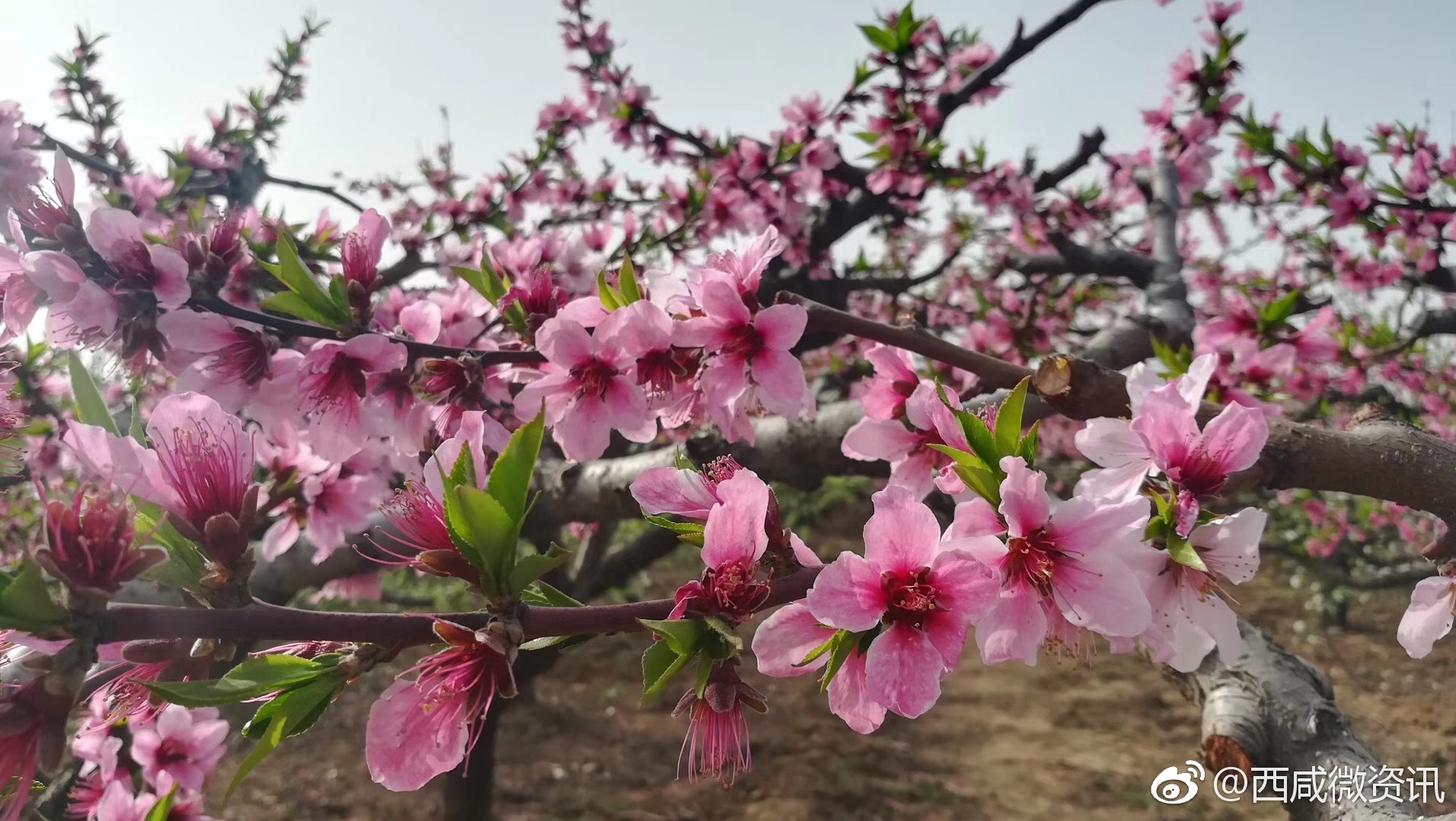 又是一年春来到,百花齐放景色好