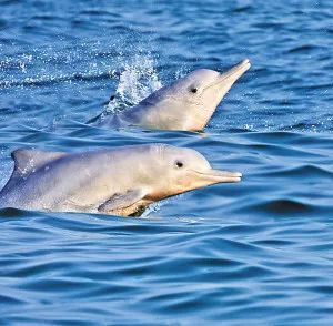 认识中华白海豚保护海洋大熊猫中华白海豚保护宣传日在珠海