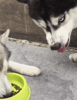 流口水对于人们来说是一种本能的反应,因为看到了好吃的美食时,嘴里