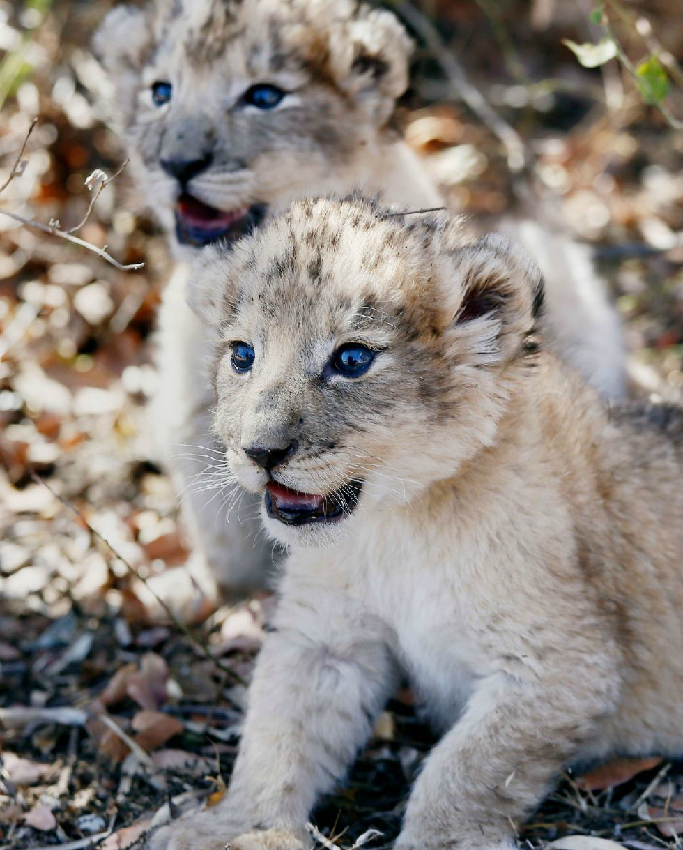 人工授精孕育的狮子幼崽