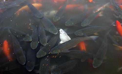 为什么农村挖个水塘,一场雨过后就会有鱼出现?鱼是从哪里来的?