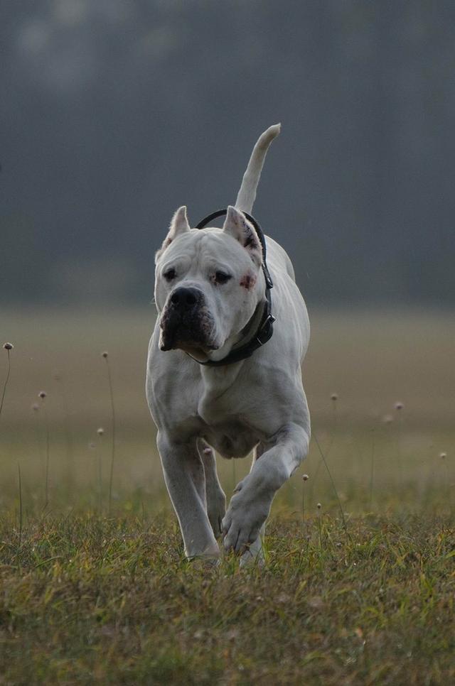 杜高犬和比特犬單挑,誰厲害?