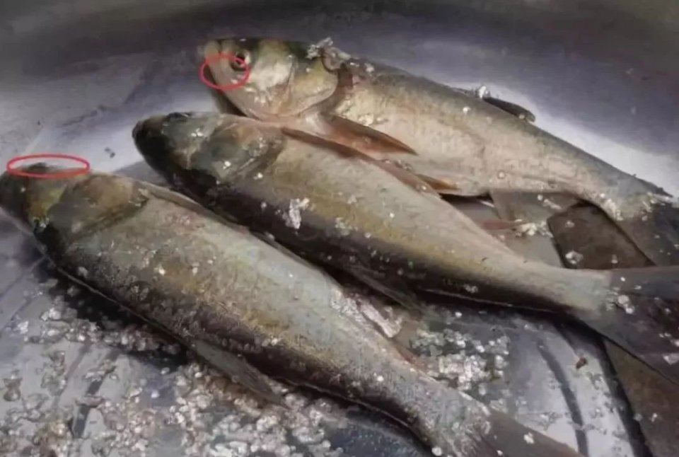 清蒸的鱼腥味特别重?饭店大厨教你一招,腥味全无