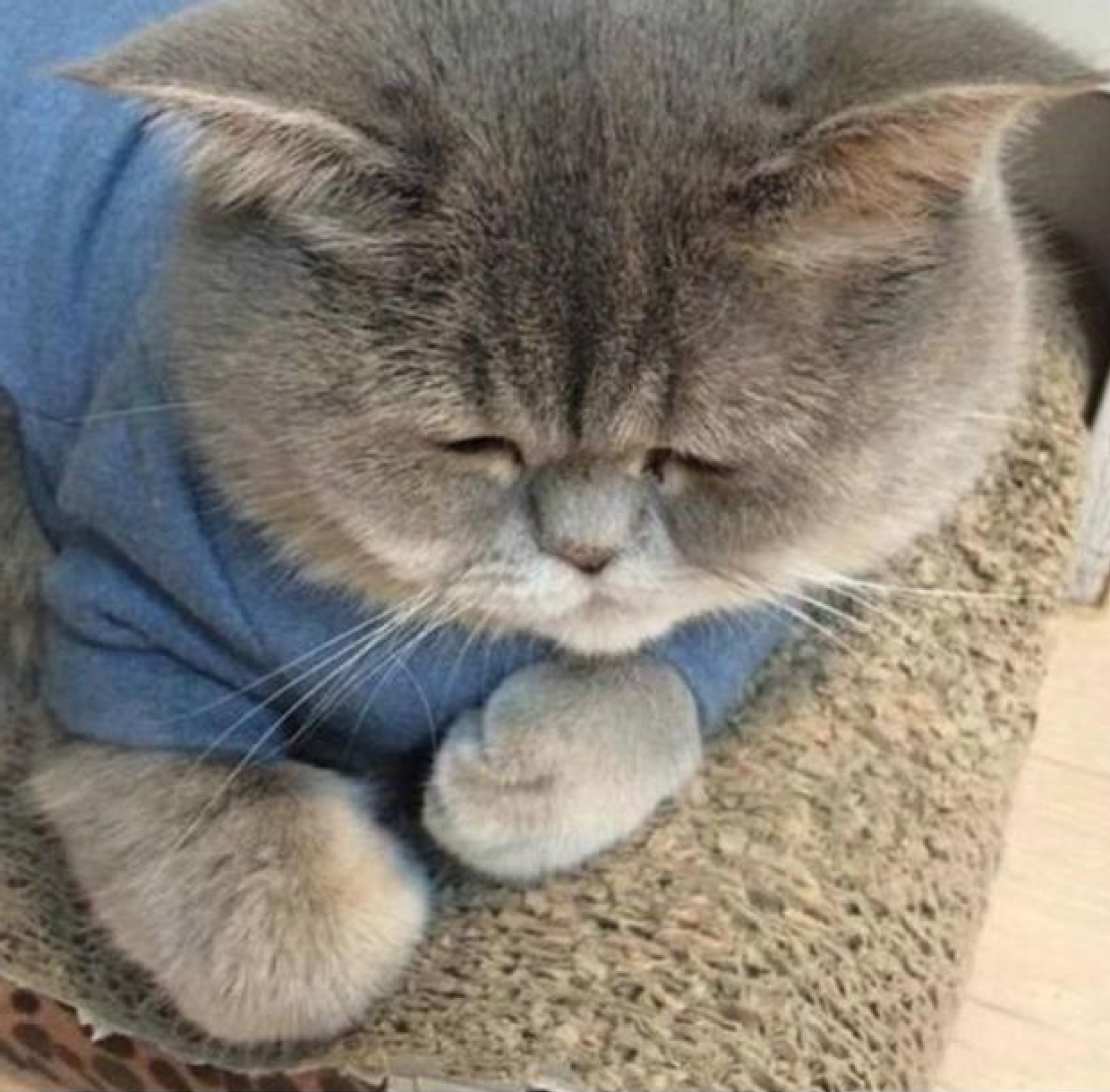 铲屎官给猫咪穿衣服,喵星人一脸生无可恋,网友看了笑到扶墙