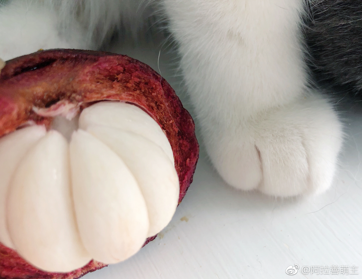 山竹本竹和长毛的山竹,每吃一个山竹,就有一只小猫咪失去