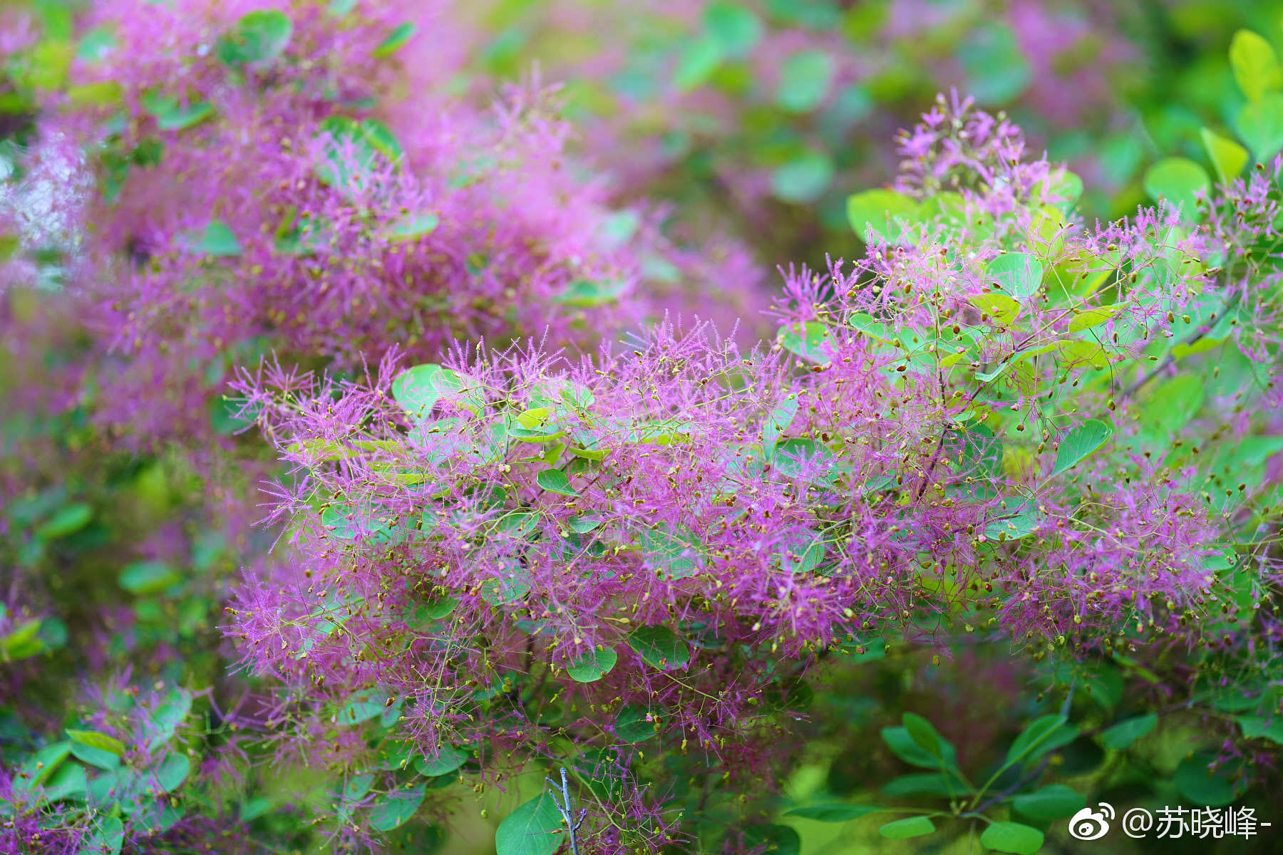最近黄栌盛开似烟似雾逆光拍摄效果最佳本组摄于奥森南园