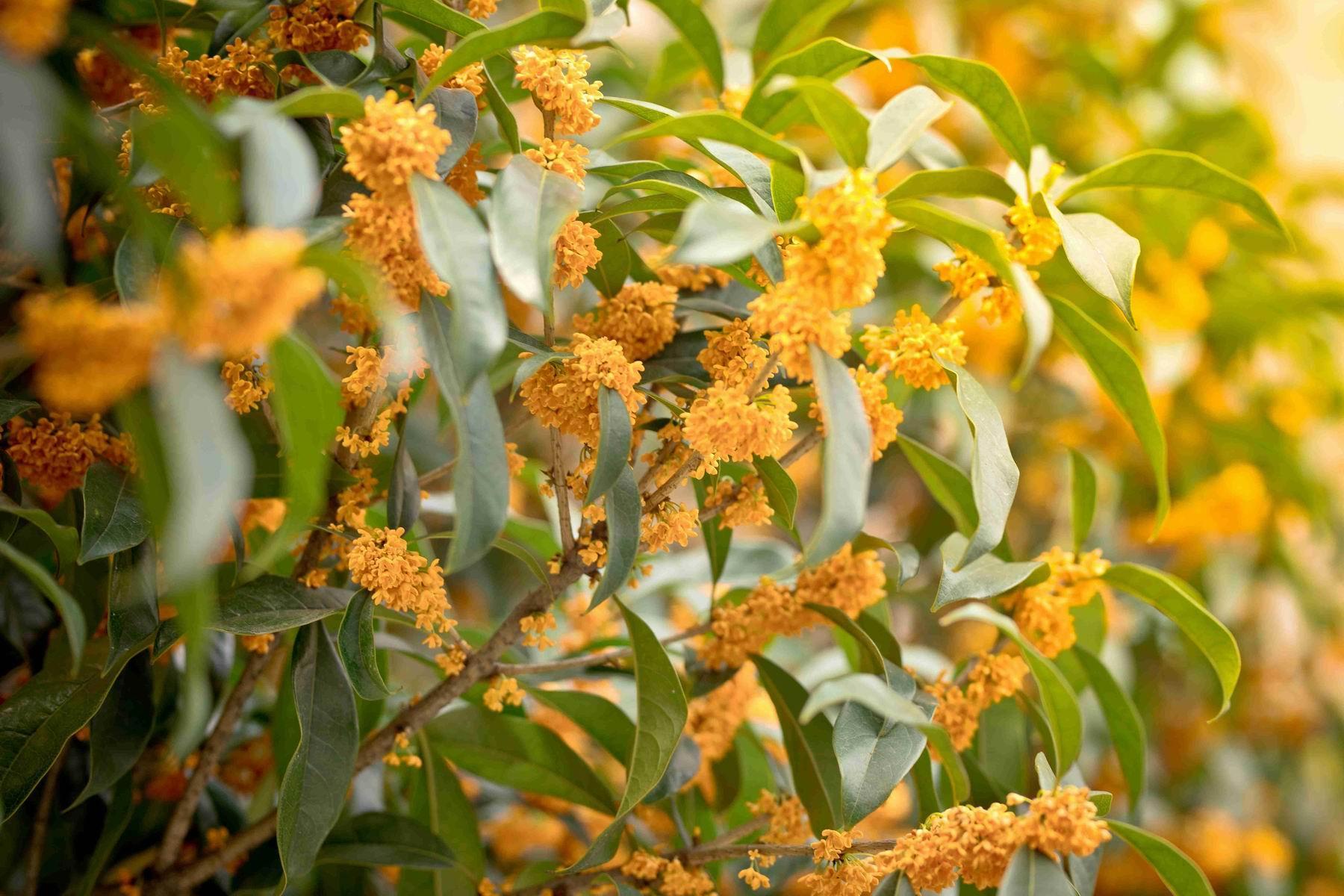 满城尽是桂花香,走赏桂去