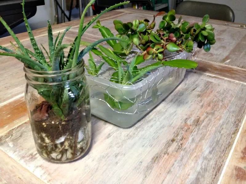 用铁丝网和塑料盒自制一个水培容器,家里的多肉植物都能水培养护