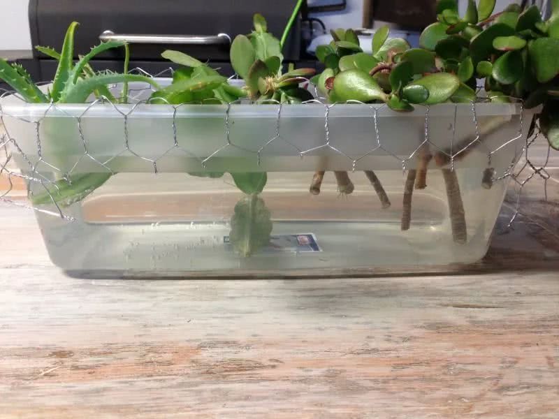 用铁丝网和塑料盒自制一个水培容器,家里的多肉植物都能水培养护