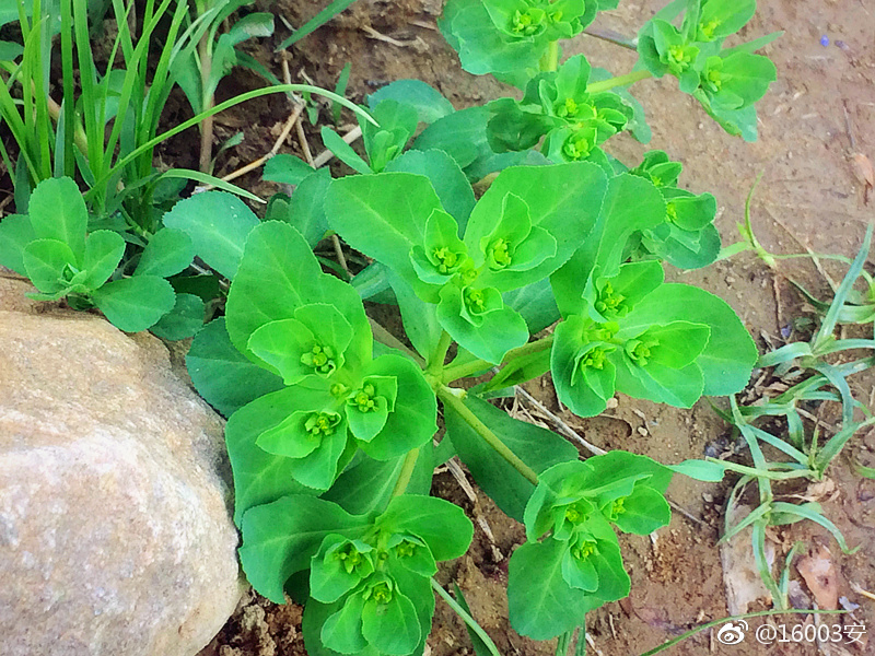 泽漆又名五朵云猫眼草五凤草样子圆圆的憨实可爱
