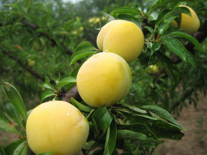 它曾是皇帝最爱,被封为贡品,价格是李子15倍,农民不舍得吃