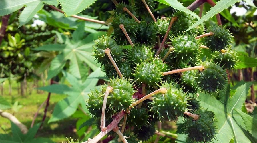 蓖麻是一种伸根的作物,适应性也是很强的哟,生长力也相当的旺盛,但是